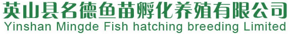 罗非鱼鱼苗-罗非鱼成鱼-鱼苗-英山名德鱼苗