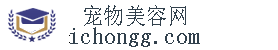 宠物美容培训学校哪家好-学宠物美容师机构「排名/学费」