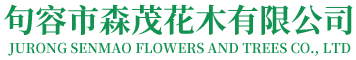 榉树_丛生朴树_朴树价格-句容市森茂花木有限公司