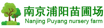 广玉兰_垂柳_广玉兰价格_垂柳价格-南京浦阳苗圃场