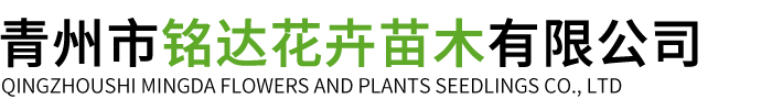 青州市铭达花卉苗木有限公司-绿化苗木_时令草花_宿根花卉_水生植物