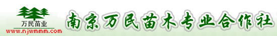 南京万民苗木专业合作社-南京雪松苗圃-雪松苗圃简介-雪松价格-苗木价格-南京绿化苗木价格-优质籽播雪松-蜀桧-广玉兰-高杆女贞-香樟-紫薇-桂花红叶石楠等苗木价格优惠