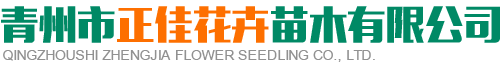 景观花海,时令草花,宿根花卉,绿化苗木 - 青州市正佳花卉苗木有限公司