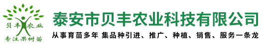 桃树苗-奥红梨树苗-樱桃苗新品种价格-苹果苗批发基地-贝丰农业科技