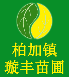浏阳市柏加镇璇丰苗圃,湖南绿化苗木基地【官网】,湖南桂花价格,浏阳苗木价格,湖南香樟,湖南苗木,造型罗汉松红花继木