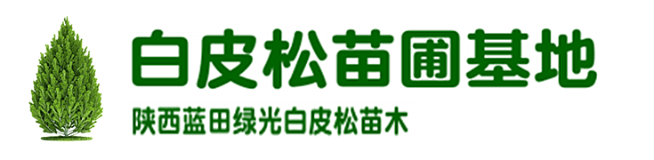 白皮松 华山松_陕西各种规格白皮松价格_蓝田绿光苗木