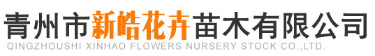 青州时令草花、宿根花卉及绿化苗木供应公司-青州市新皓花卉苗木有限公司