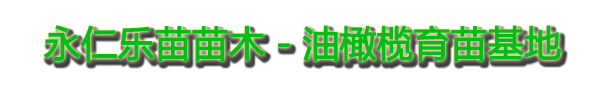 永仁油橄榄－油橄榄育苗,油橄榄种植技术