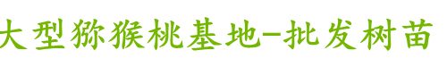 山东淄博博山猕猴桃苗木基地-销售博山猕猴桃苗木，鲜果，对外技术指导