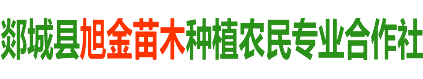 25公分银杏_25公分银杏价格-旭金苗木种植